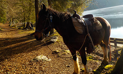 Tous en selle - Balade à cheval gratuite, Jura Tourisme (CH)